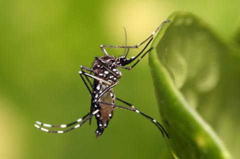 Detectan presencia del mosquito Aedes aegypti