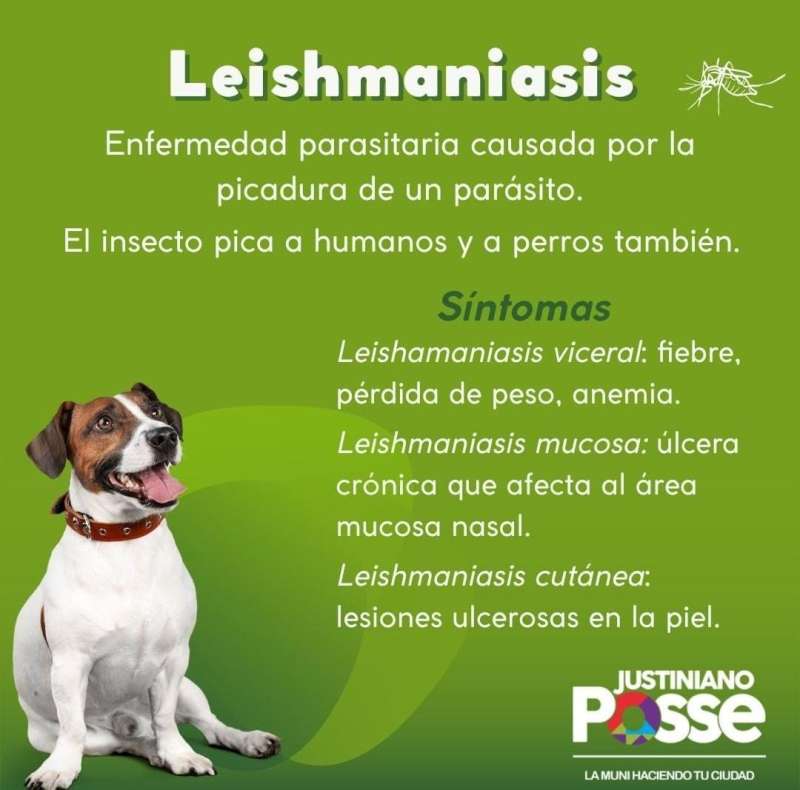 Que es la Leishmaniasis